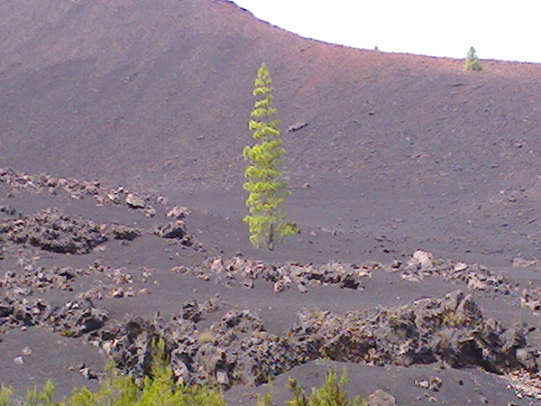 Baum in der Vulkanwüste